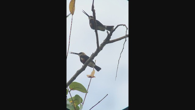 Pale-headed Jacamar - ML333826471