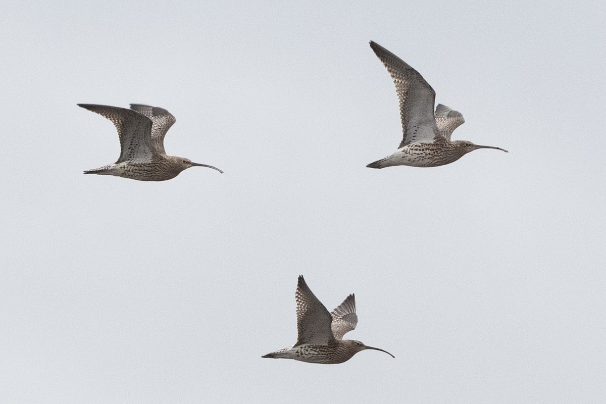 Большой кроншнеп - ML333826541