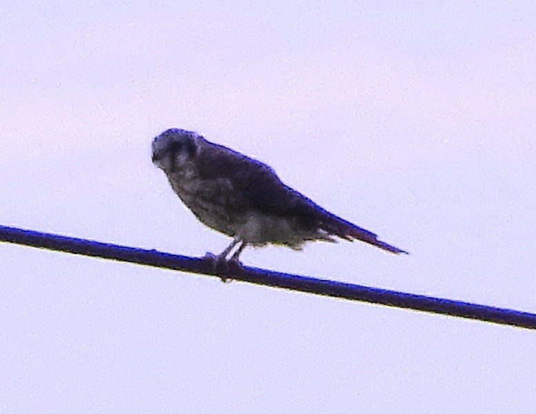 American Kestrel - Paolo Matteucci