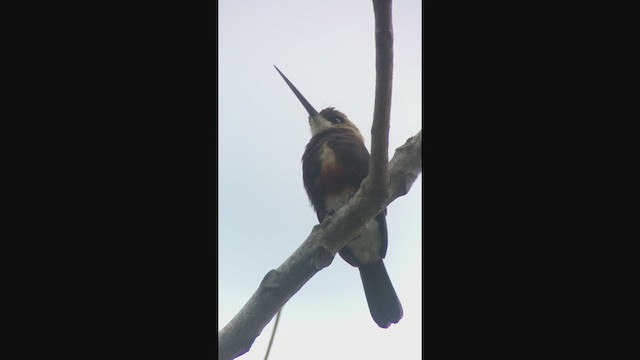 Pale-headed Jacamar - ML333827331