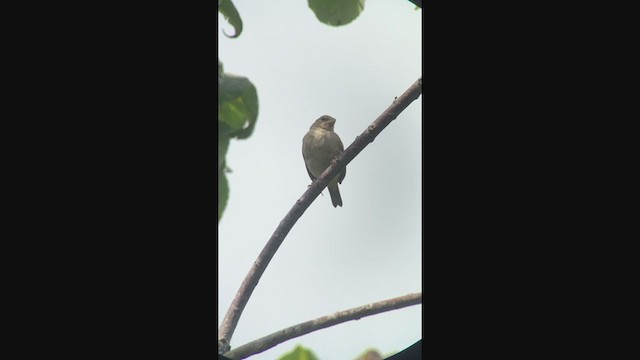 Orange-fronted Yellow-Finch - ML333827771