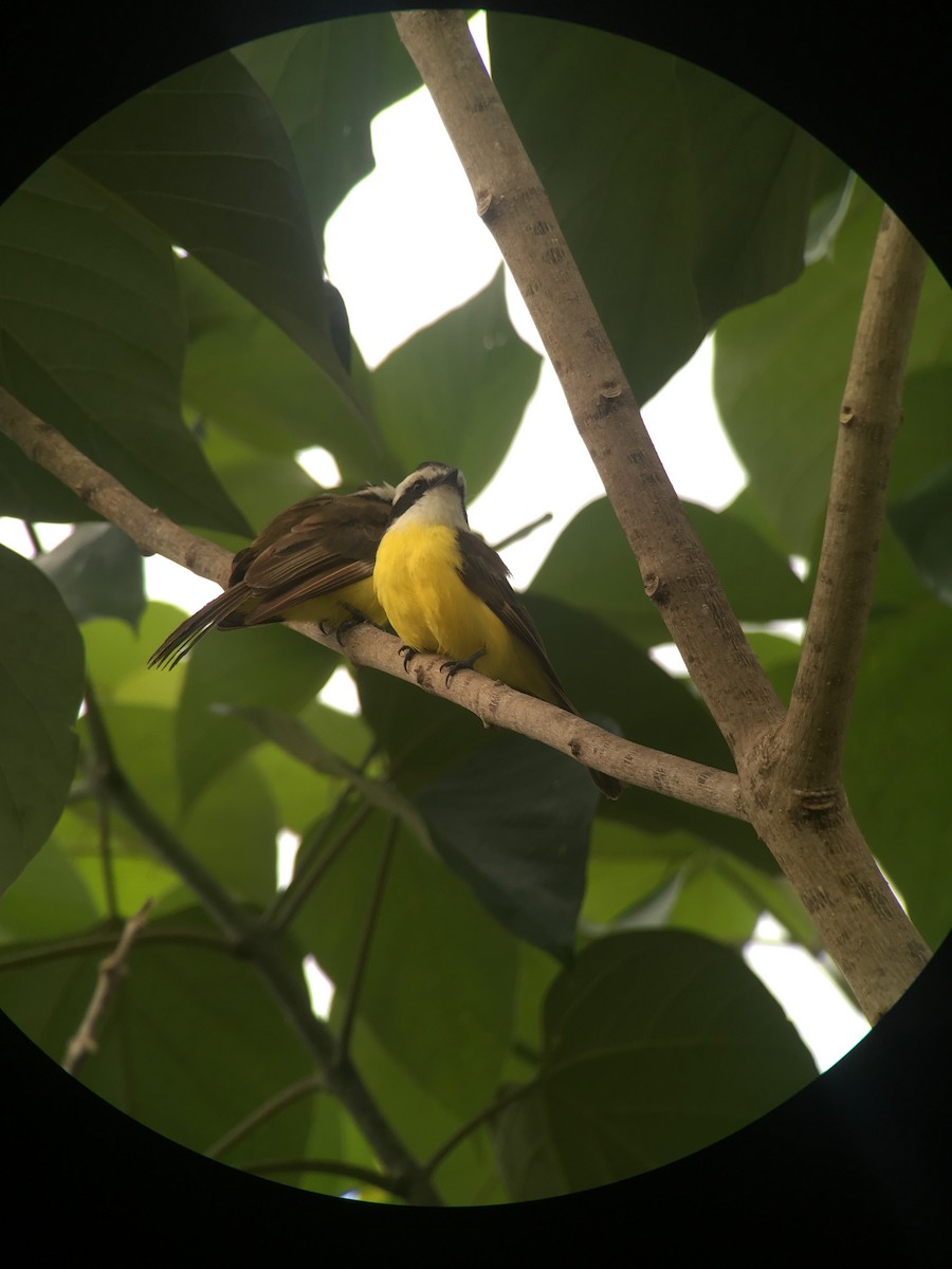 White-bearded Flycatcher - ML333828671