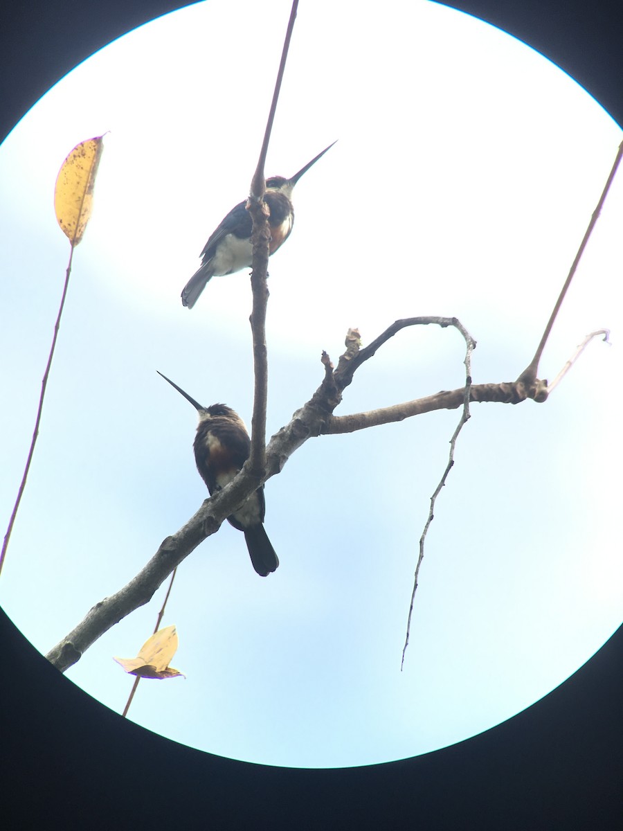 Pale-headed Jacamar - Diego Calderón-Franco @diegoCOLbirding