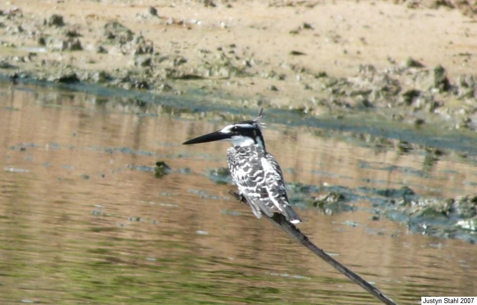 Pied Kingfisher - Justyn Stahl