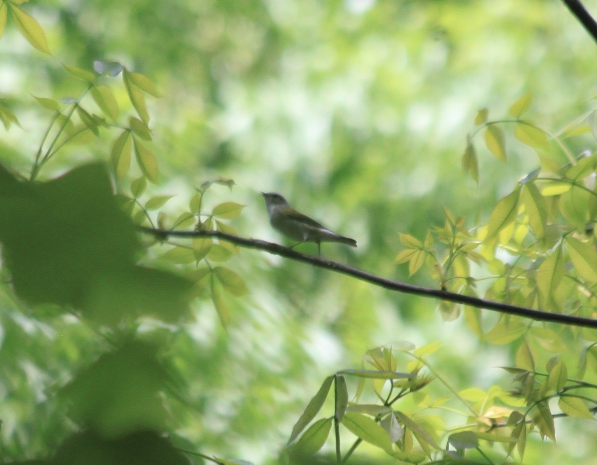 Tennessee Warbler - ML333829601