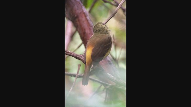 Bright-rumped Attila - ML333830551