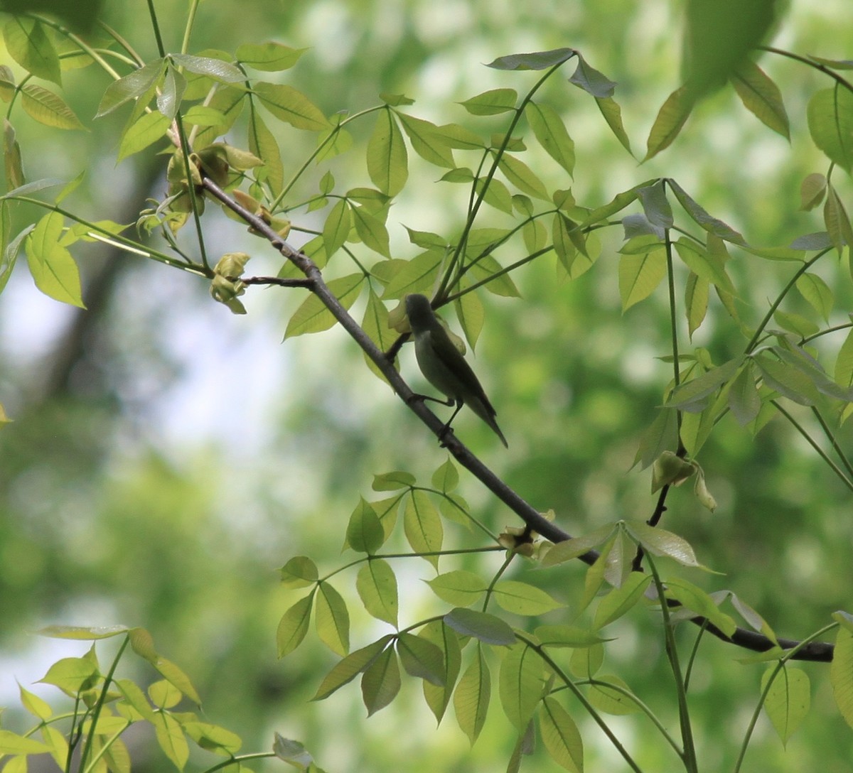 Tennessee Warbler - ML333830581