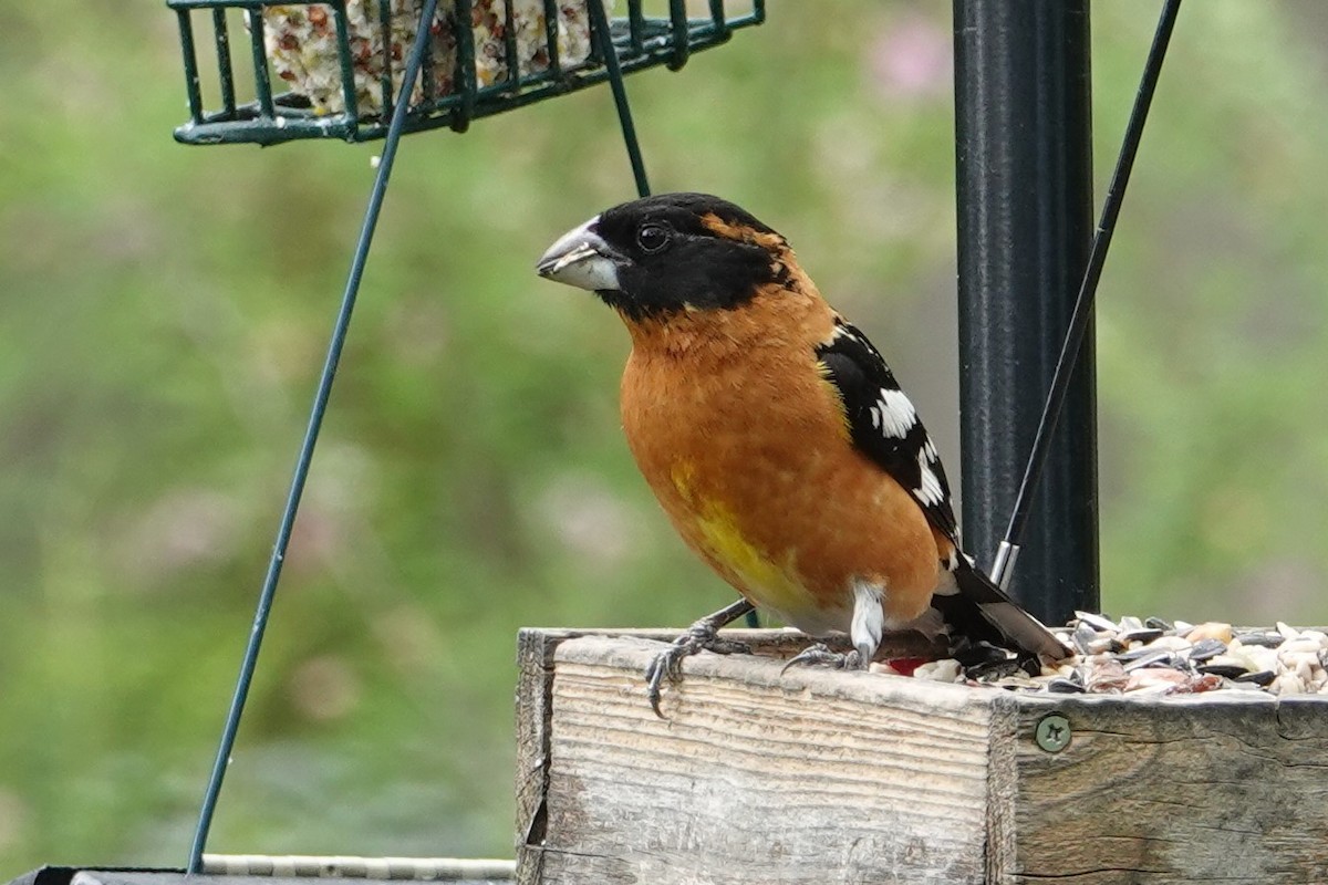 Black-headed Grosbeak - ML333831221