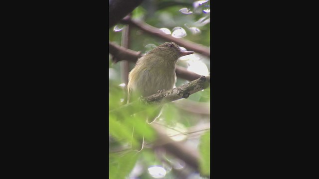 Bright-rumped Attila - ML333831251