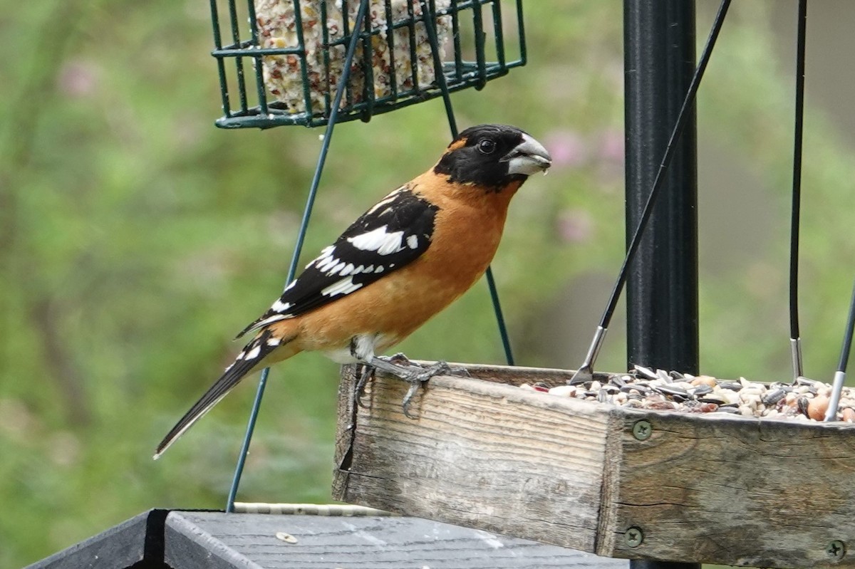 Black-headed Grosbeak - ML333831261