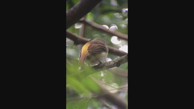 Bright-rumped Attila - ML333831431