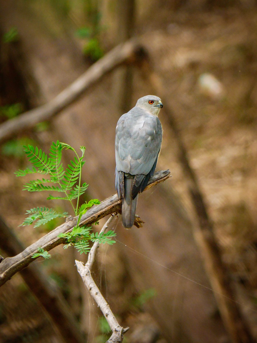Shikra - ML333831521