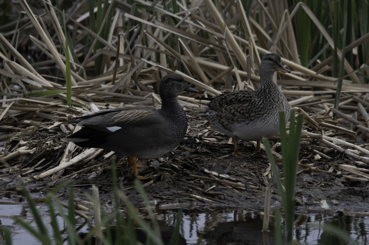 Gadwall (Common) - Anonymous