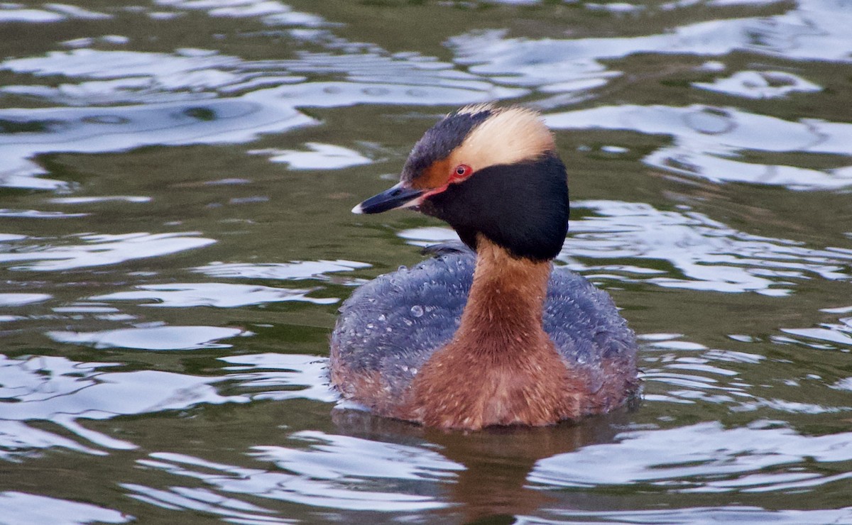 Horned Grebe - ML333832631