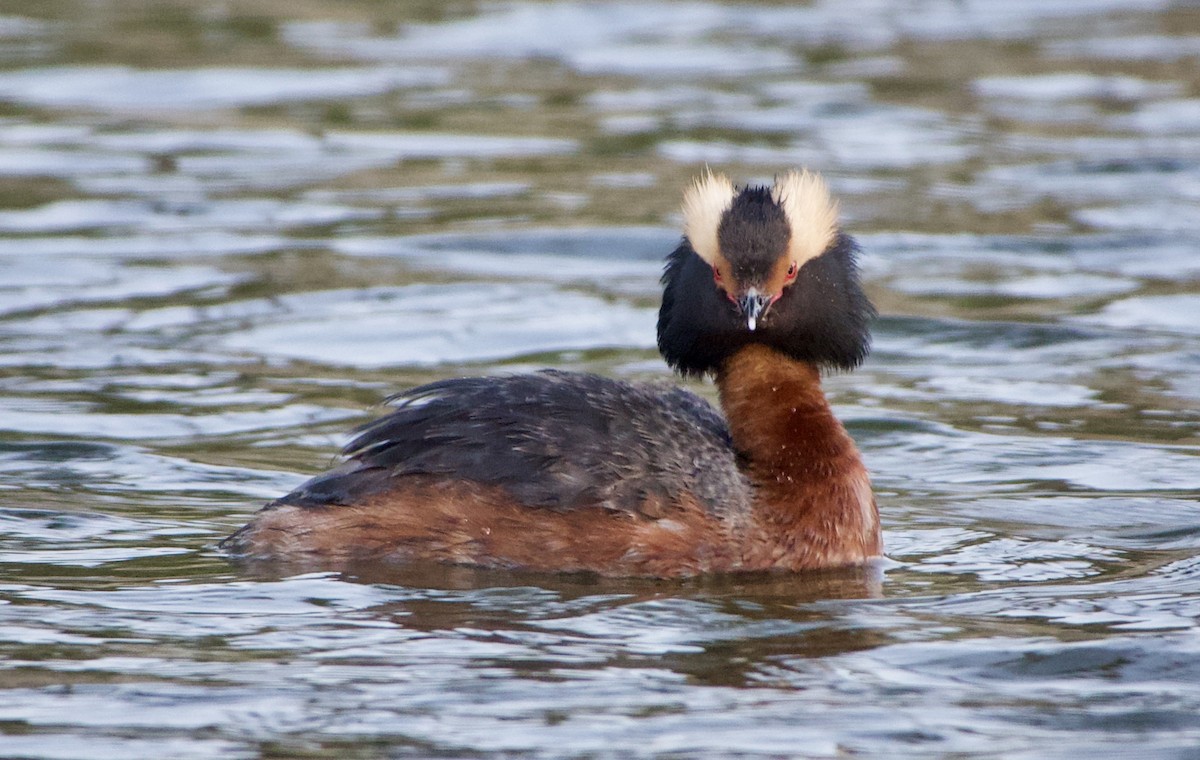 Horned Grebe - ML333832661