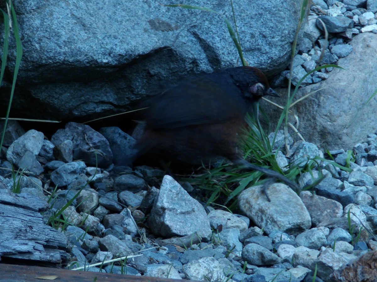 Schwarzkehltapaculo - ML333833071