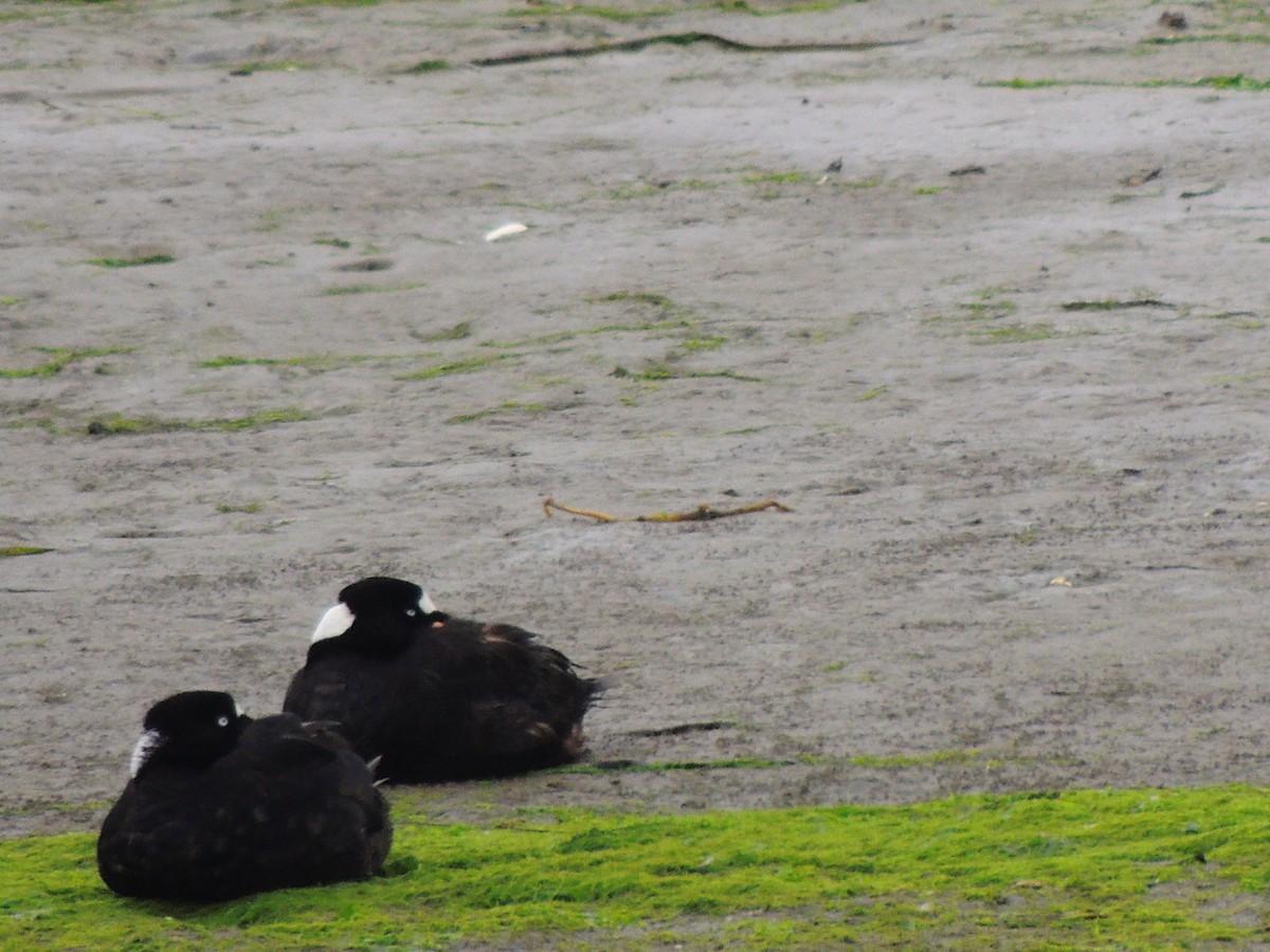 Surf Scoter - Roger Lambert