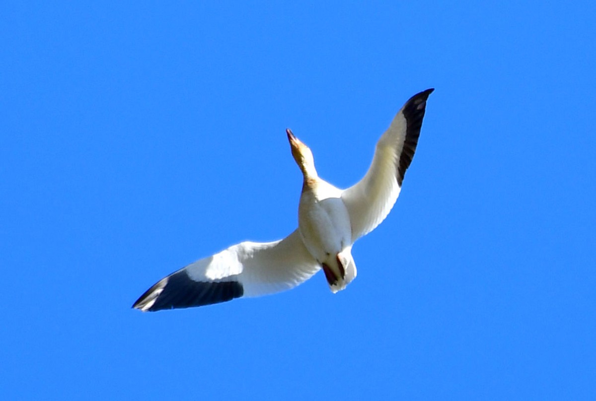 Snow Goose - ML333834161