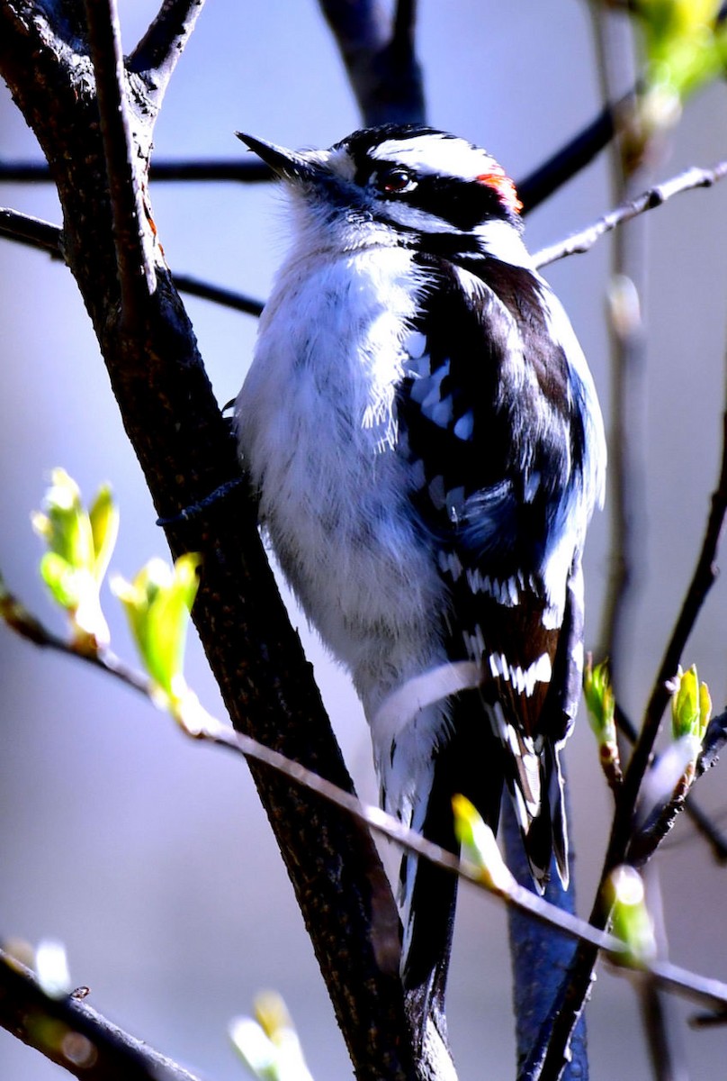 Downy Woodpecker - ML333834601