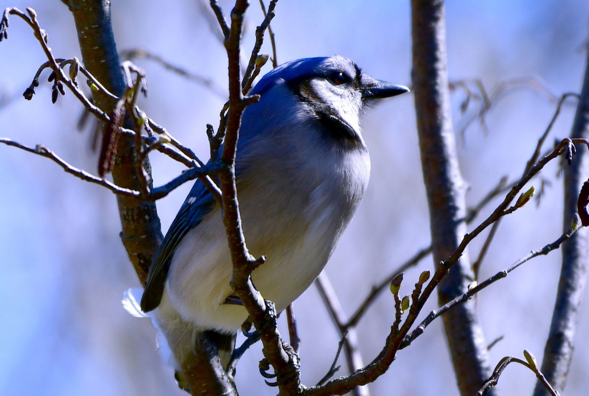 Blue Jay - ML333834761