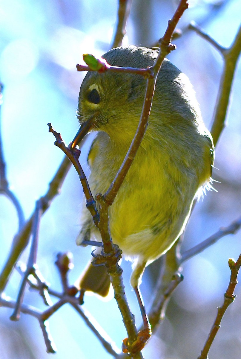 Ruby-crowned Kinglet - ML333834811