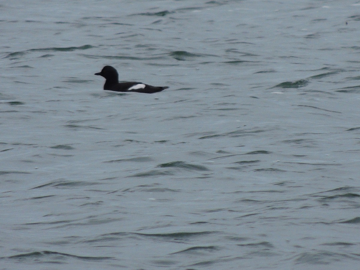 Pigeon Guillemot - ML333835161