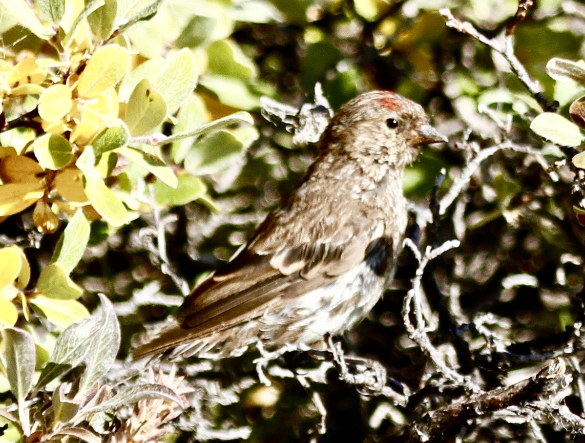 Common Redpoll - ML333835211