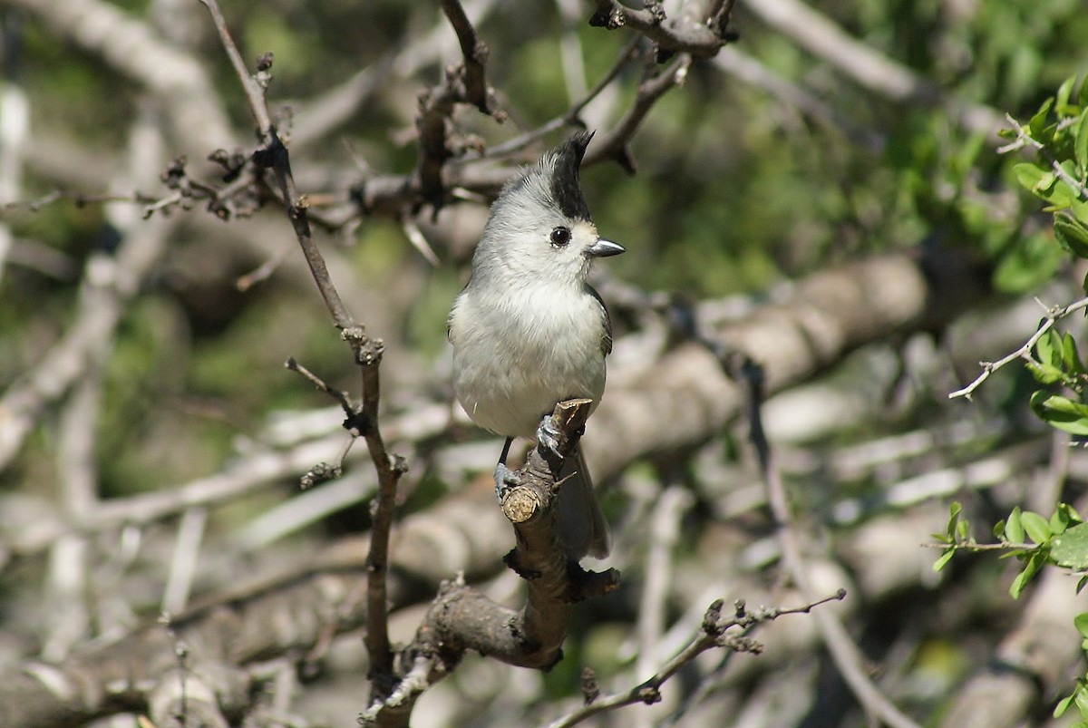 Black-crested Titmouse - ML333835221