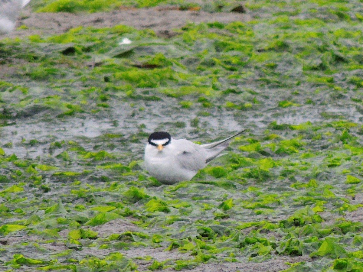 Least Tern - ML333835431