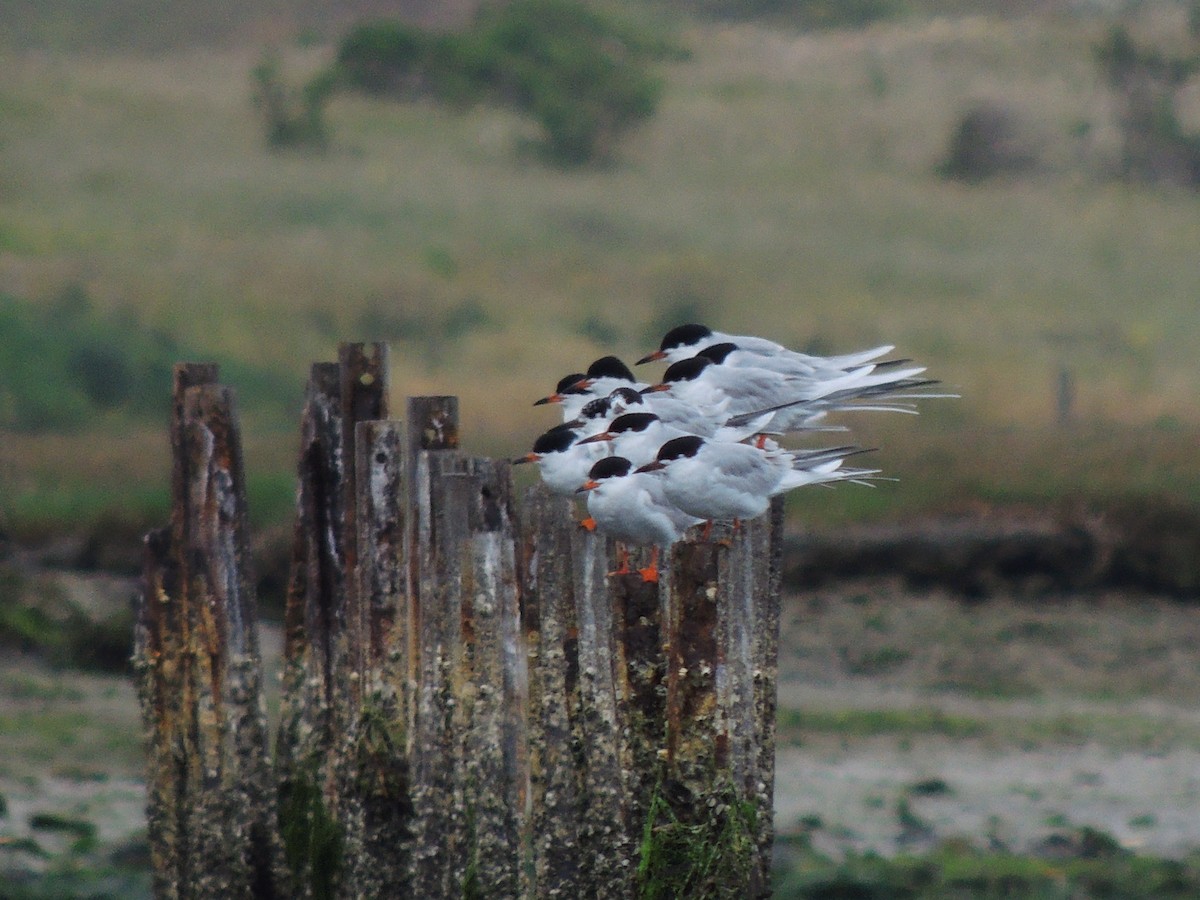 Forster's Tern - Roger Lambert