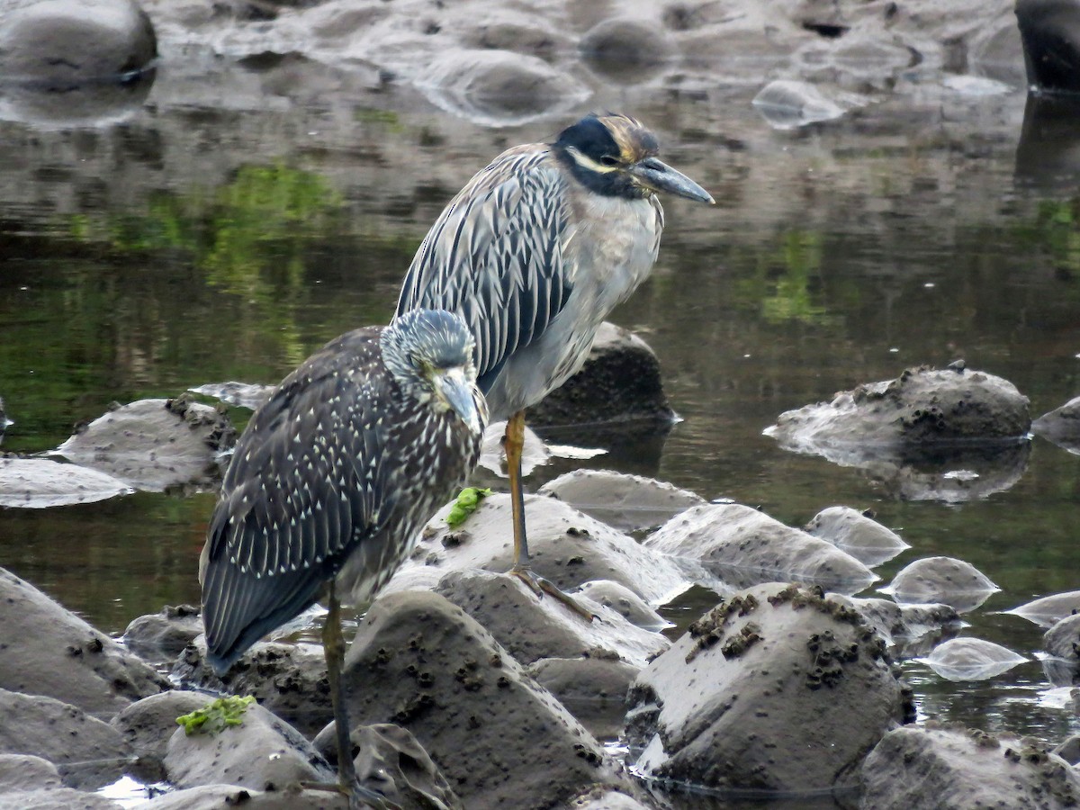 Yellow-crowned Night Heron - ML33383561