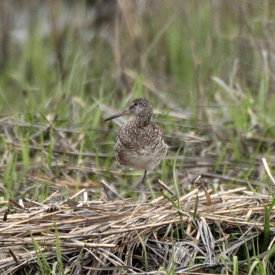 eBird Checklist - 4 May 2021 - Marshlands Conservancy - 55 species