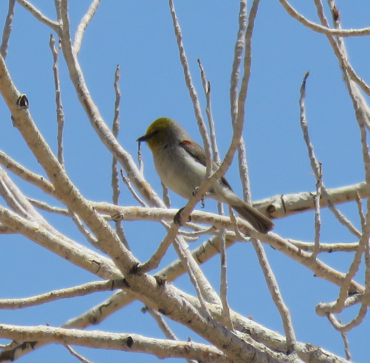 Verdin - ML333839061