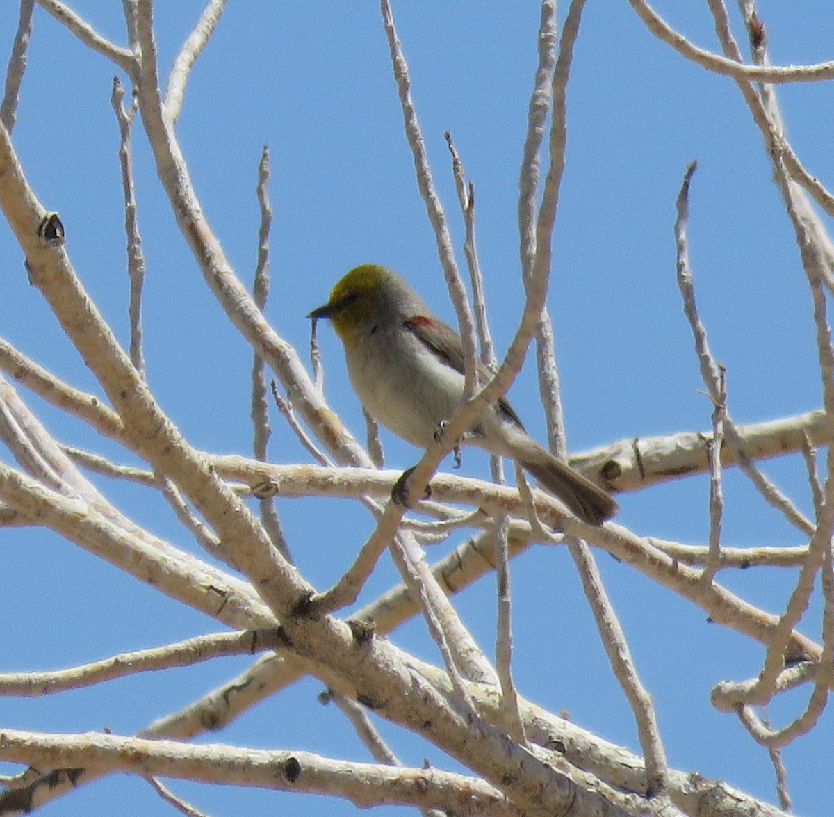 Verdin - George Chrisman