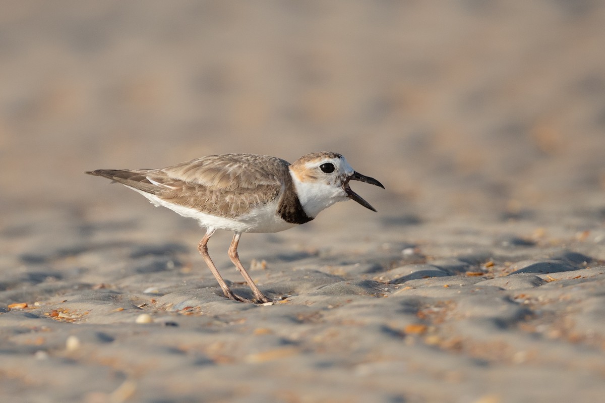 Wilson's Plover - Adam Jackson