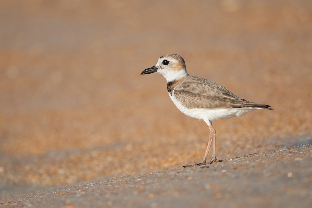 Wilson's Plover - Adam Jackson