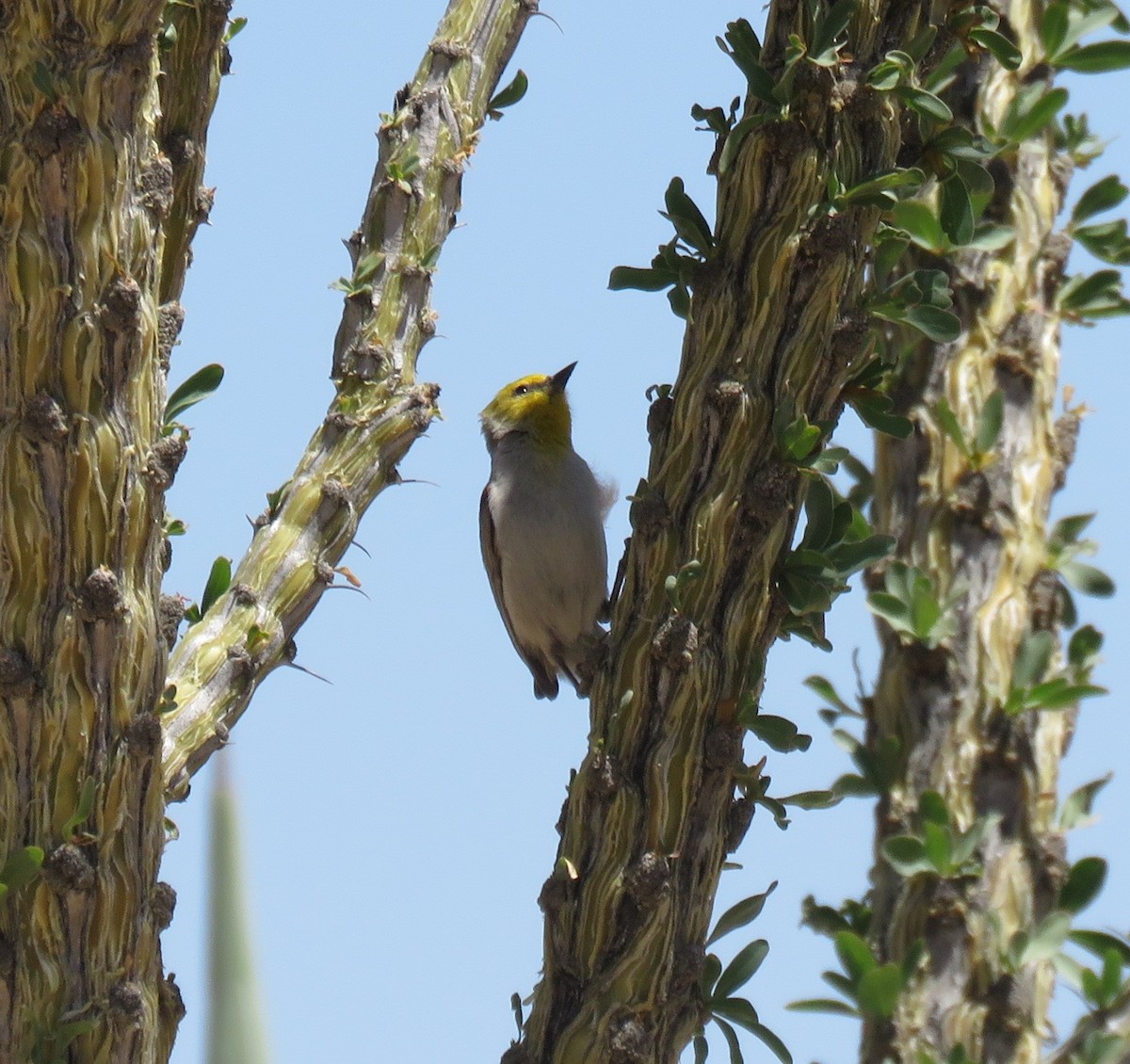 Pájaro Moscón Baloncito - ML333839661