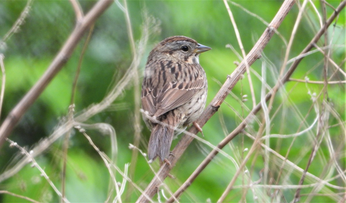 Lincoln's Sparrow - ML333839761