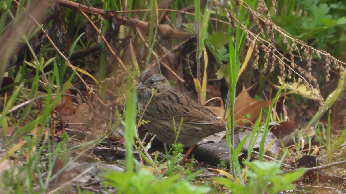 Lincoln's Sparrow - ML333839781
