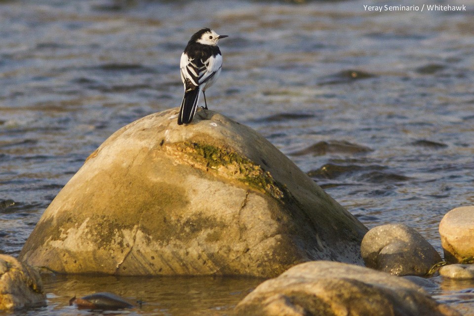 White Wagtail (Chinese) - ML33384031