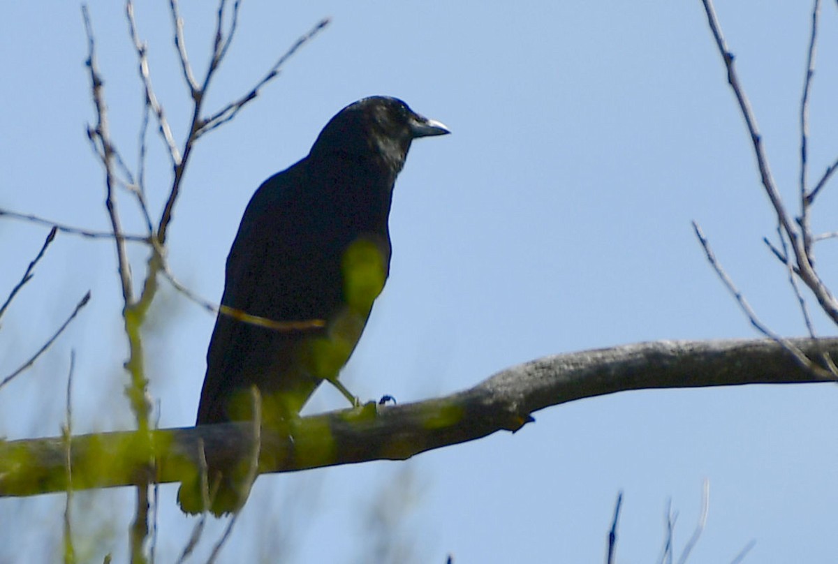 American Crow - ML333840371