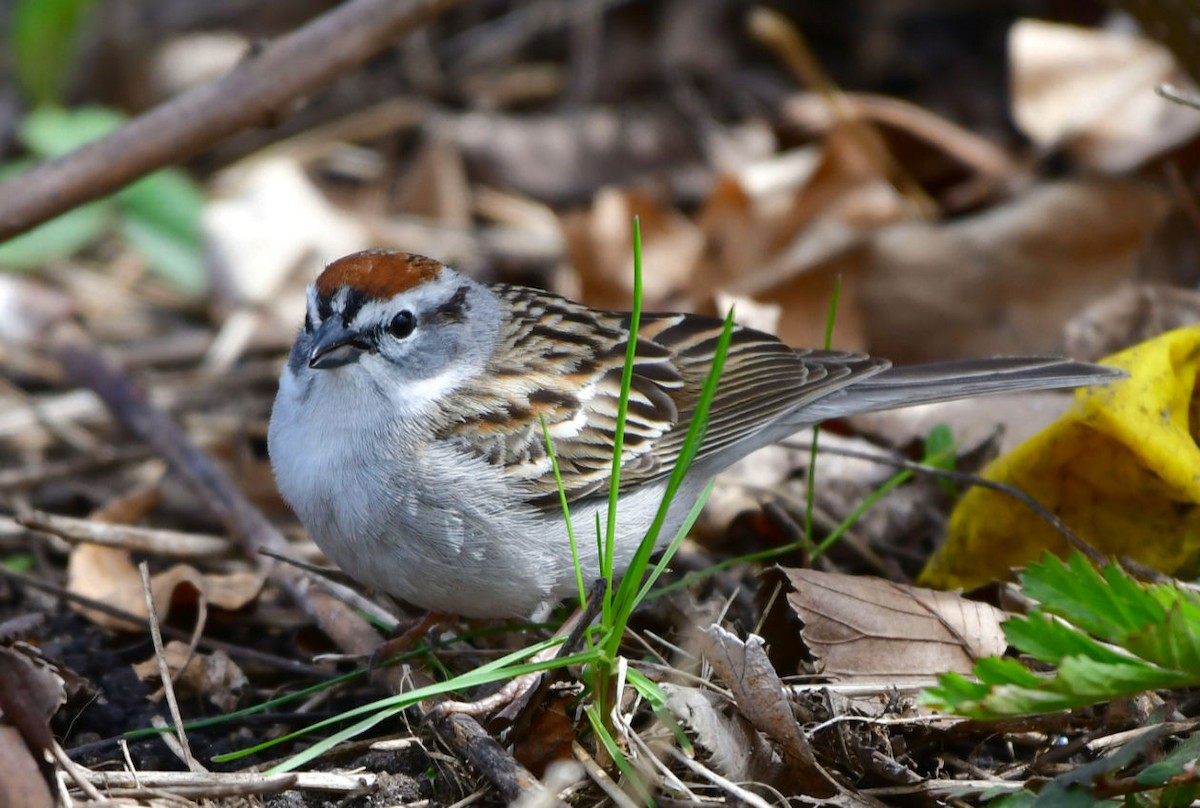 Chipping Sparrow - ML333840431