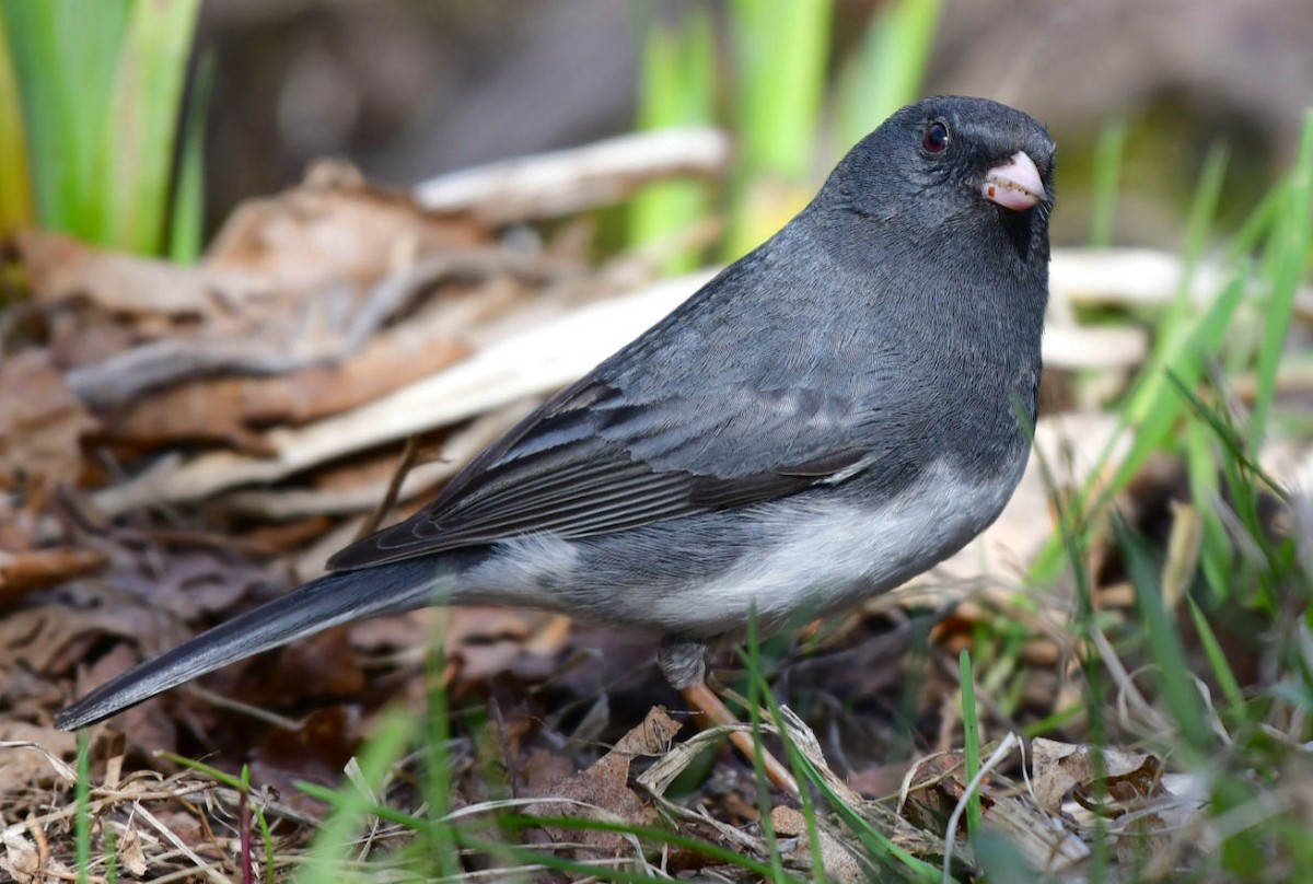 Dark-eyed Junco - ML333840511