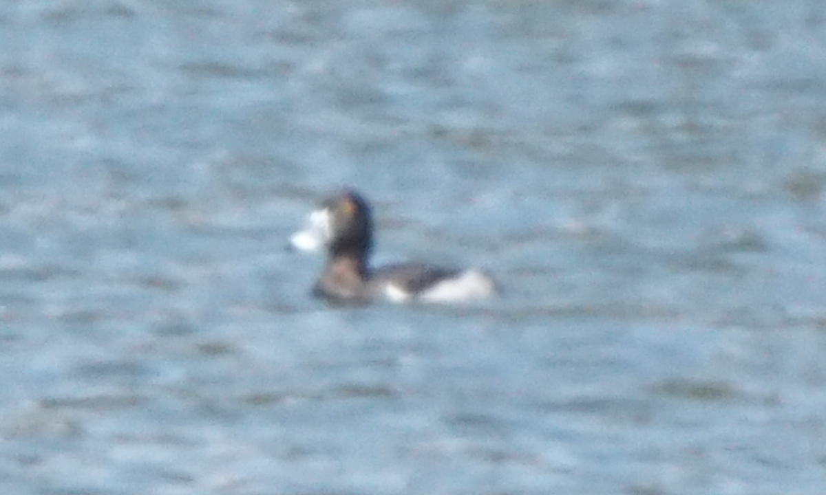 Ring-necked Duck - ML333840811