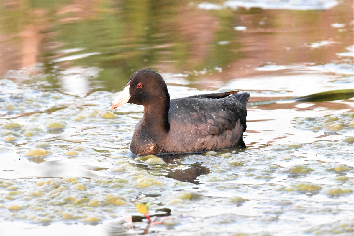 American Coot - ML333841171