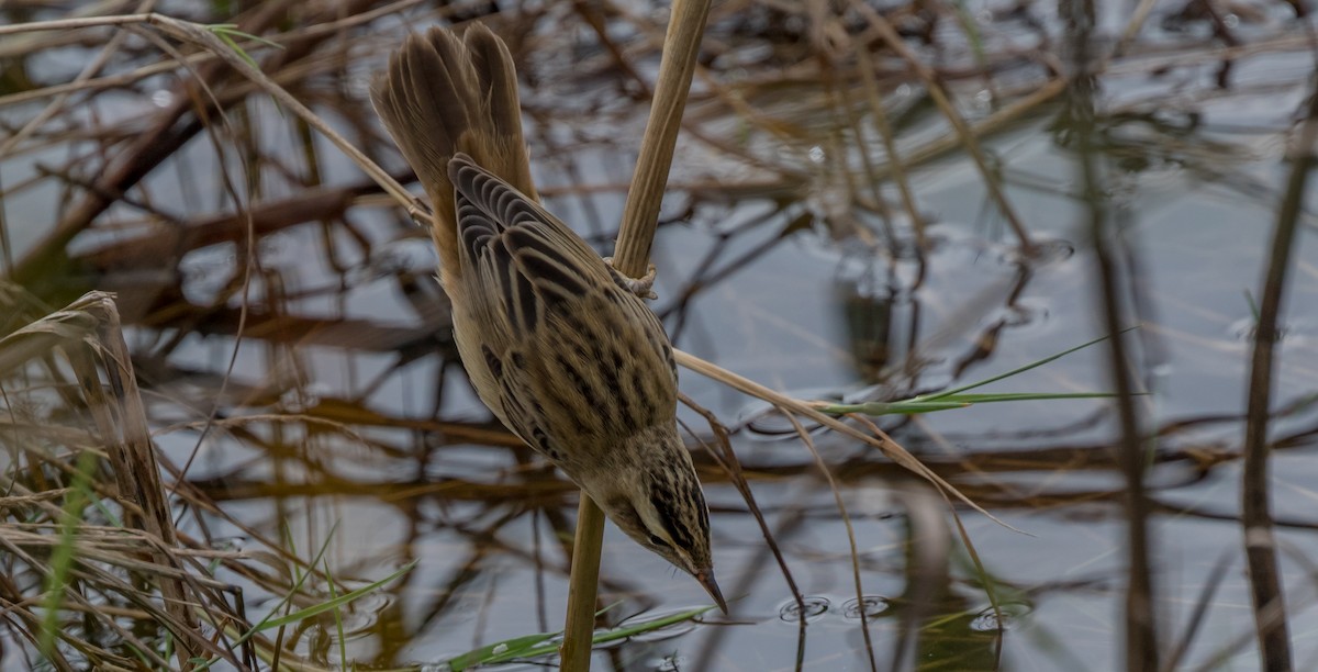 Sedge Warbler - Francisco Pires