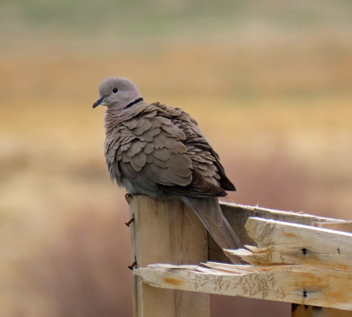 Eurasian Collared-Dove - ML333842781