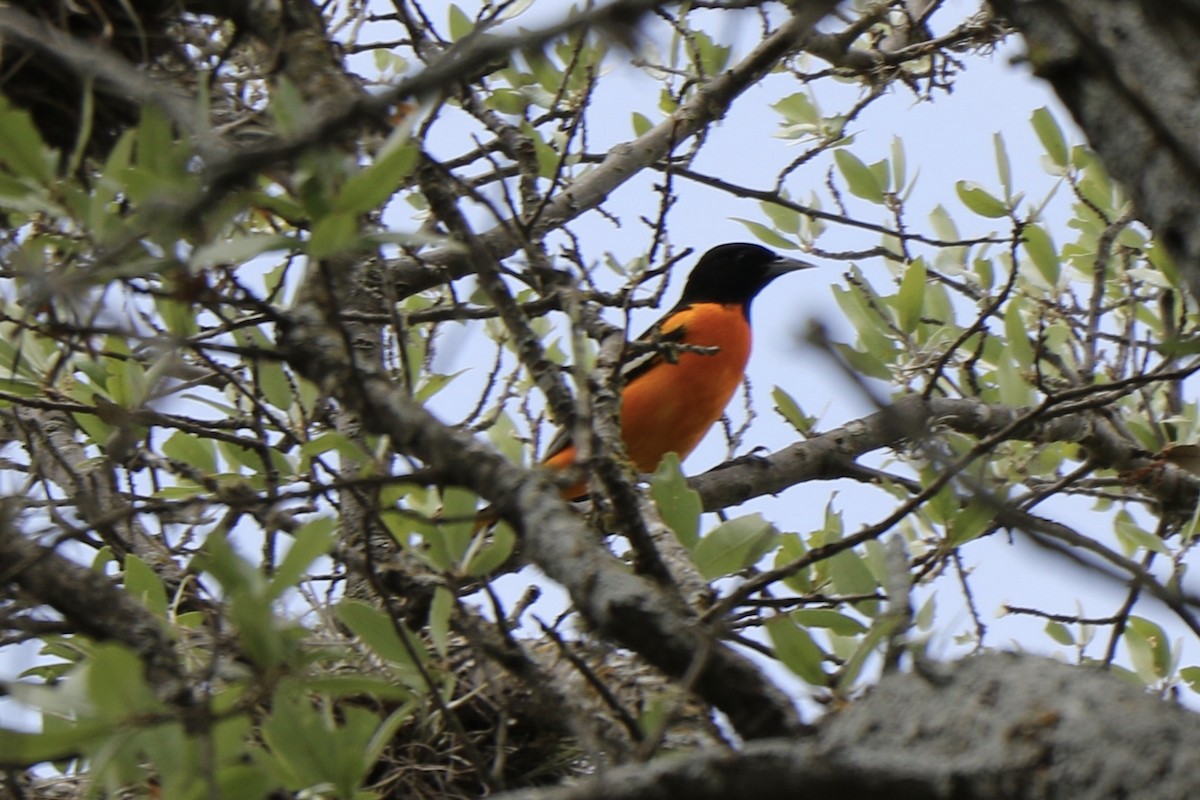 Baltimore Oriole - ML333844501