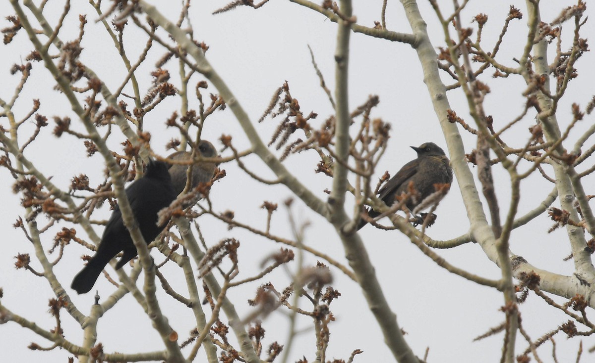 Rusty Blackbird - ML333846341
