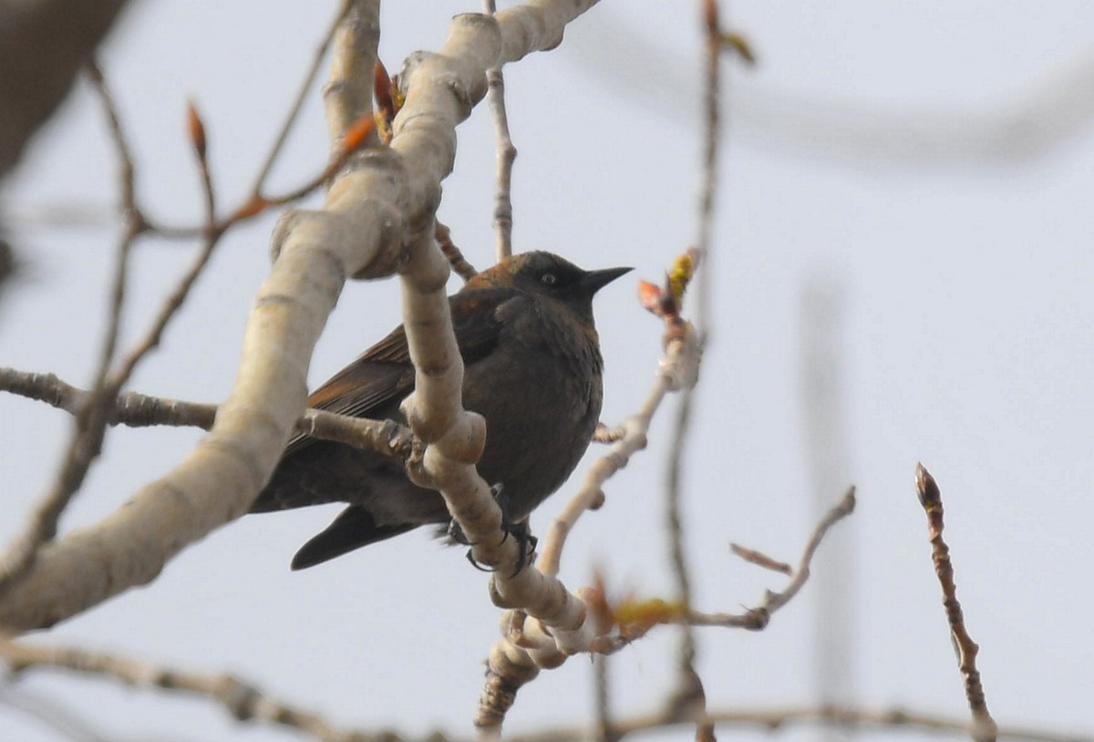 Rusty Blackbird - ML333846351